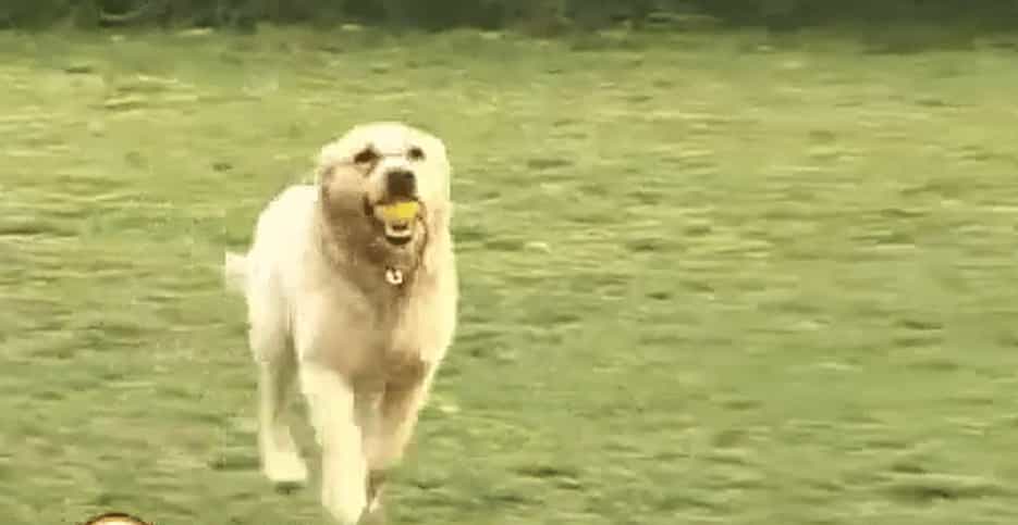 ​​20节专业训犬视频教程：新手养狗必备指南​