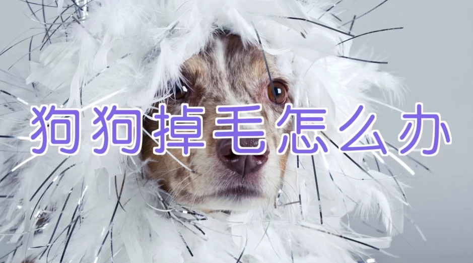 宠物训练-训狗教程Dog Training